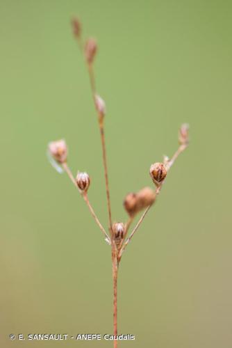 Jonc des vasières (Juncus tenageia) © E. SANSAULT - ANEPE Caudalis