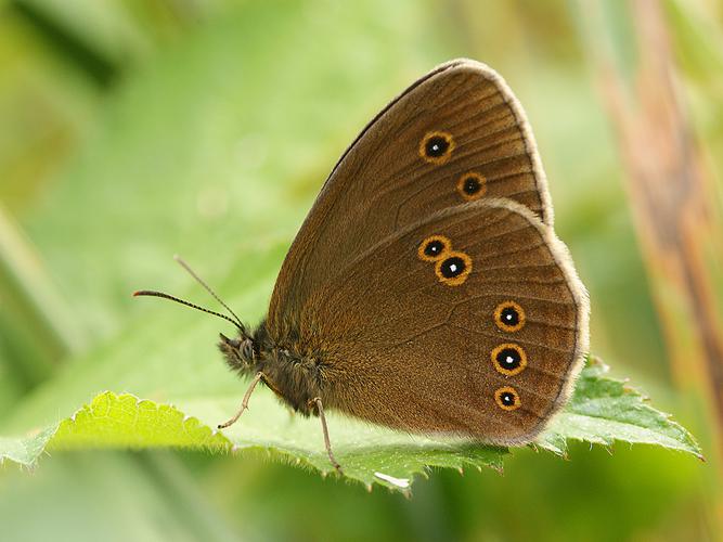 Tristan (Aphantopus hyperantus) © Sylvain Montagner