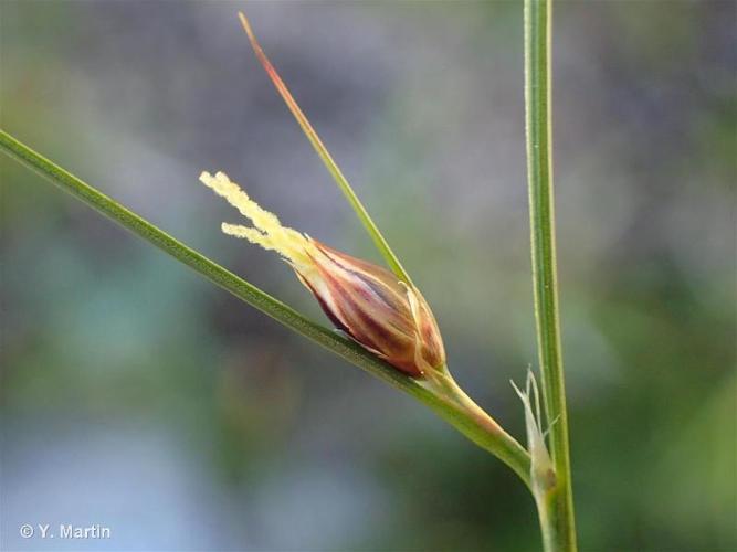 Jonc trifide (Juncus trifidus) © Y. Martin