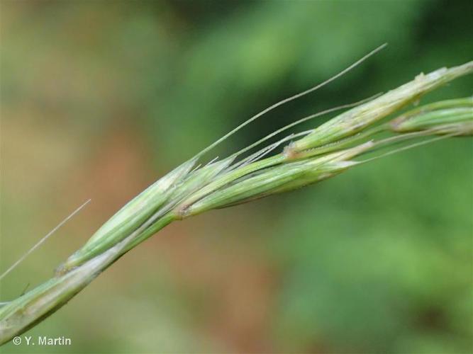 Froment des haies (Elymus caninus) © Y. Martin