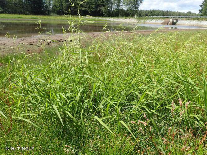 Léersie faux Riz (Leersia oryzoides) © H. TINGUY