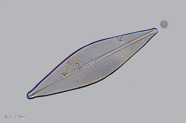 Navicula cuspidata © D. Milan