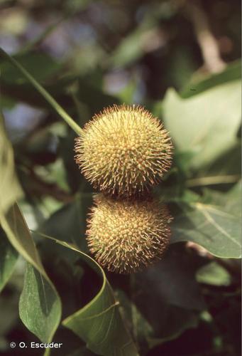 Platane d'Espagne (Platanus x hispanica) © O. Escuder