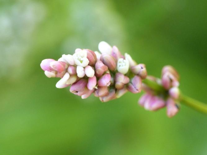 Renouée persicaire (Persicaria maculosa) © Morvan Debroize