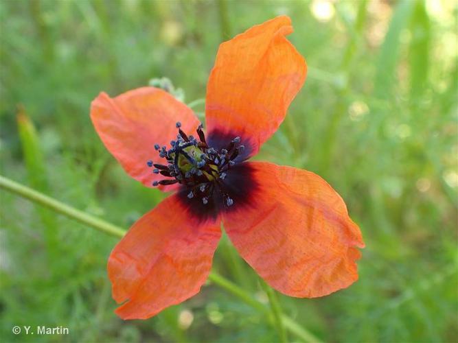 Pavot argémone (Papaver argemone) © Y. Martin