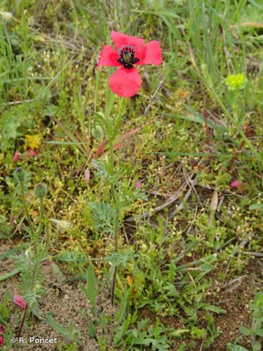 Pavot hybride (Papaver hybridum) © R. Poncet