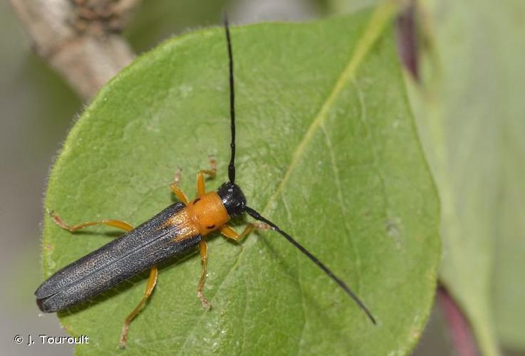 Oberea pupillata © J. Touroult