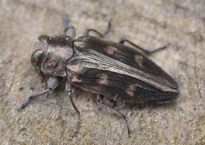 Chrysobothris solieri © J. Touroult