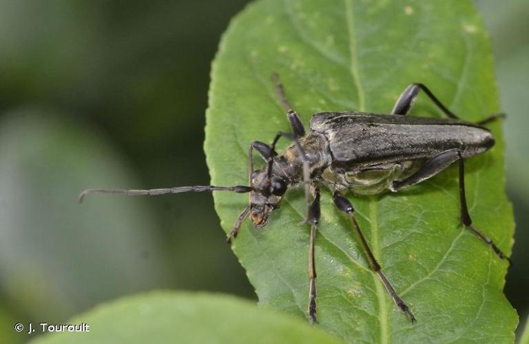 Stenocorus meridianus © J. Touroult