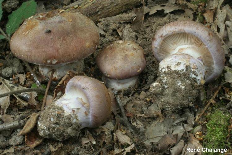 Cortinarius balteatocumatilis © R. Chalange