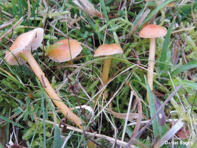 Hygrocybe laeta © D. Sugny