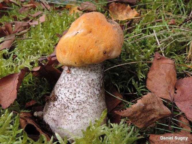 Leccinum floccopus © D. Sugny