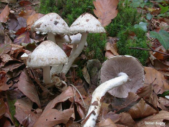 Psathyrella cotonea © D. Sugny