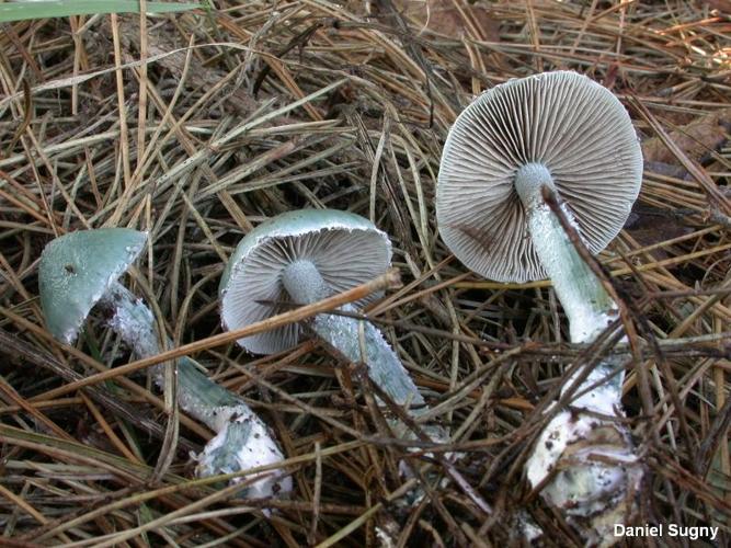 Stropharia caerulea © D. Sugny