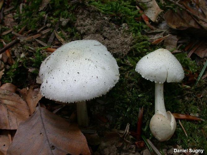 Volvariella hypopithys © D. Sugny