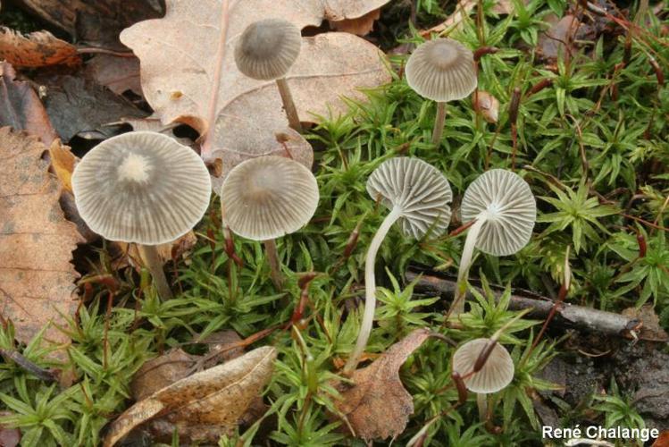 Mycena cinerella © R. Chalange