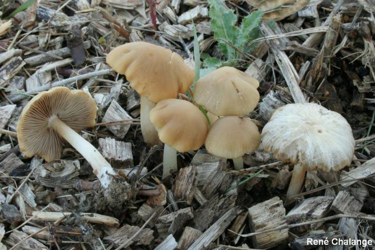 Psathyrella spadiceogrisea © R. Chalange