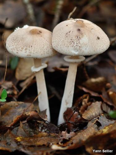 Macrolepiota rickenii © Y. Sellier