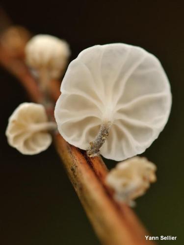 Marasmiellus candidus © Y. Sellier