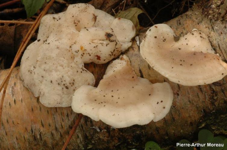 Postia tephroleuca © PA. Moreau