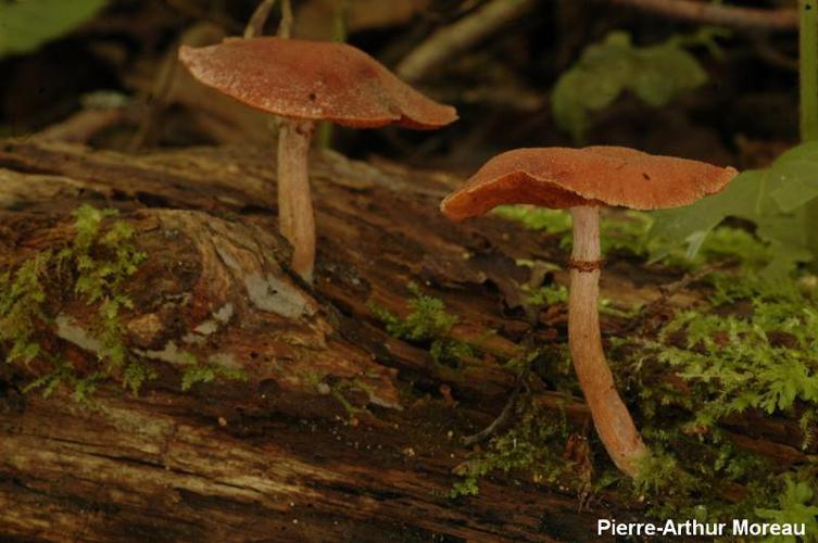 Tubaria confragosa © PA. Moreau