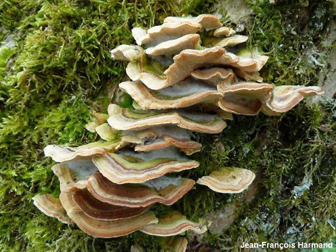 Trametes ochracea © JF. Harmand