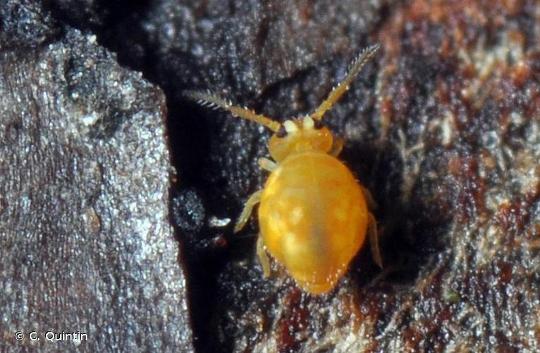 Sminthurinus aureus © C. Quintin