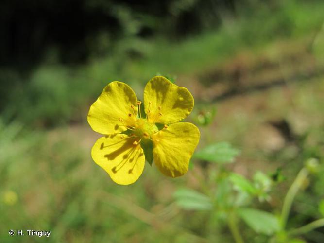 Renouée d'Angleterre (Potentilla anglica) © H. Tinguy