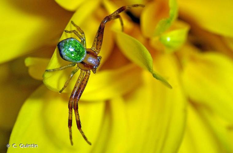 Thomise à trois tâches (Ebrechtella tricuspidata) © C. Quintin