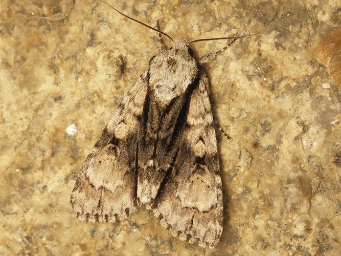 L'Aunette (Acronicta alni) © Sylvain Montagner