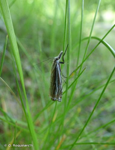 Crambus lathoniellus © O. Roquinarc'h