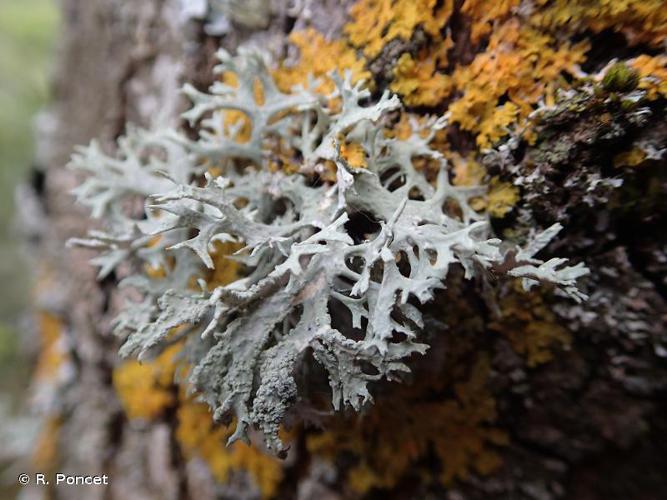 Evernia prunastri © R. Poncet