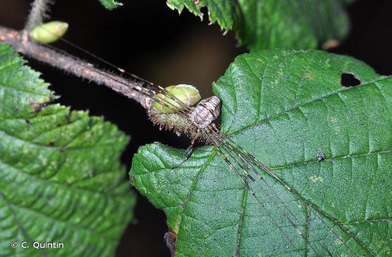 Dicranopalpus ramosus © C. Quintin