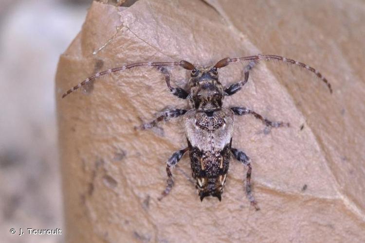 Capricorne à étuis dentelés (Pogonocherus hispidus) © J. Touroult