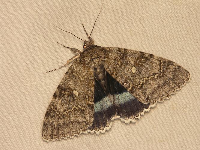 Lichénée bleue (Catocala fraxini) © Sylvain Montagner