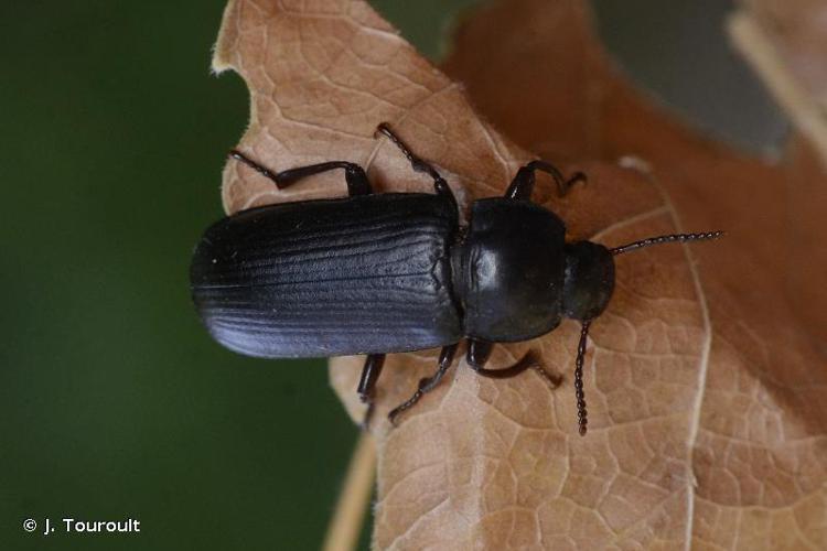 Ténébrion à neuf stries lisses (Tenebrio molitor) © J. Touroult