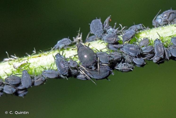 Puceron noir de la fève (Aphis fabae) © C. Quintin