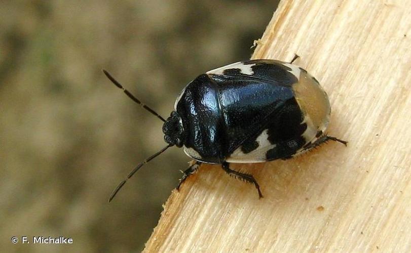Punaise noire à quatre taches blanches (Tritomegas bicolor) © F. Michalke