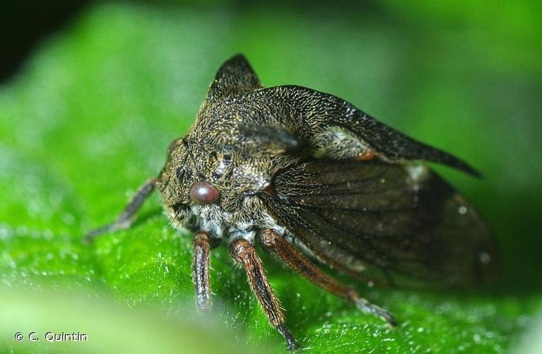 Demi-diable (Centrotus cornutus) © C. Quintin