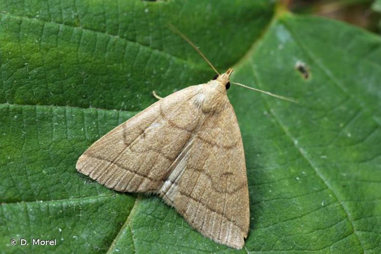 Herminie de la Vigne-blanche (L') (Herminia tarsipennalis) © D. Morel