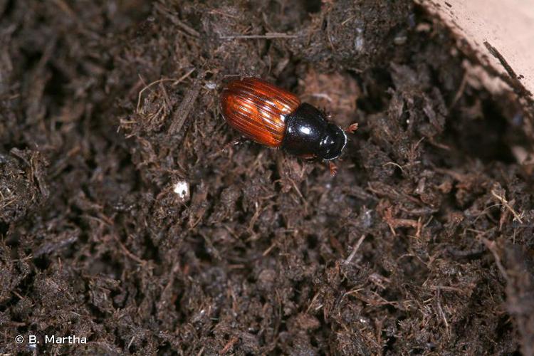 Aphodius fimetarius © B. Martha