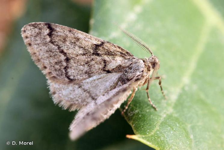 Gymnospile commune (La) (Tephronia sepiaria) © D. Morel