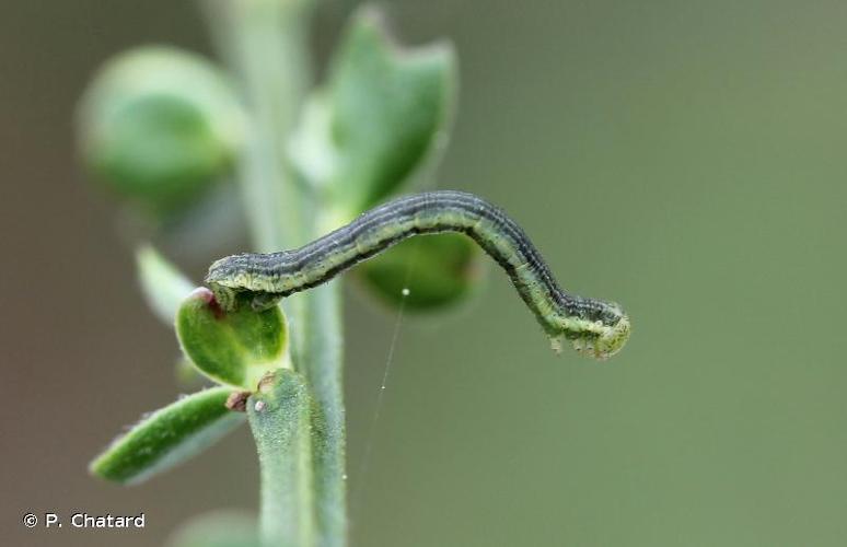 Phalène bordée (La) (Isturgia limbaria) © P. Chatard