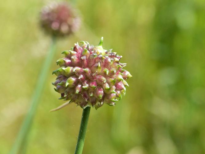 Ail des vignes (Allium vineale) © Morvan Debroize