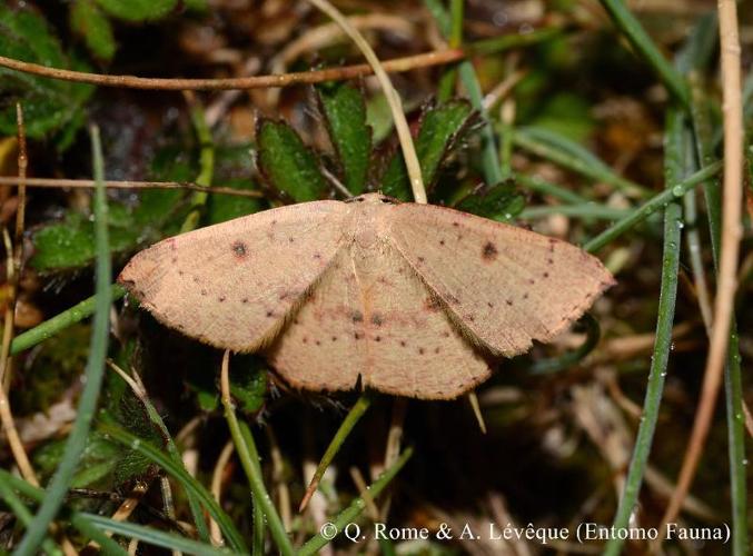 Ephyre pupillée (L') (Cyclophora puppillaria) © Q. ROME & A. LEVEQUE (Entomo Fauna)