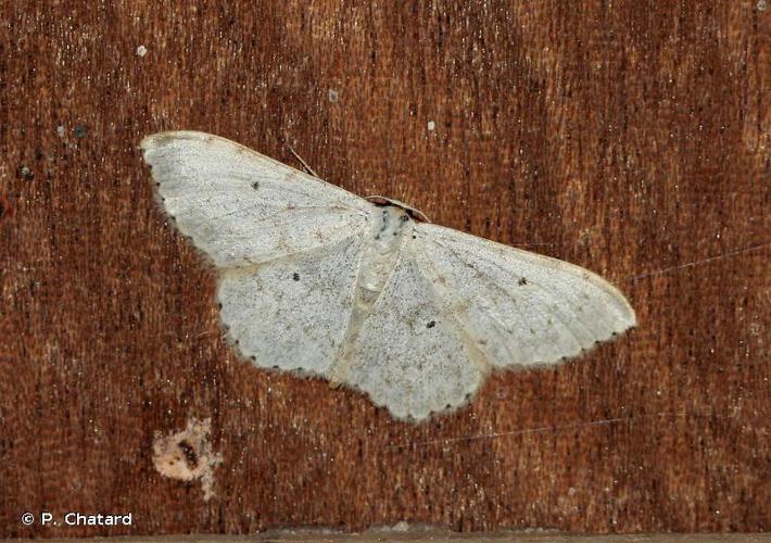 Frange picotée (La) (Scopula marginepunctata) © P. Chatard