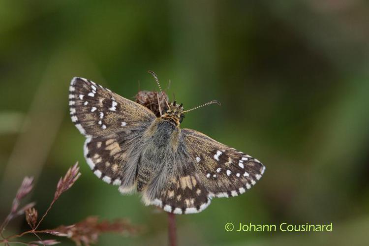 Hespérie des Potentilles (L') (Pyrgus armoricanus) © Johann Cousinard