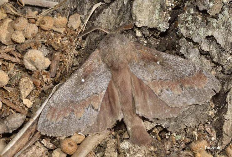 Bombyx du Pin (Le) (Dendrolimus pini) © J. Touroult