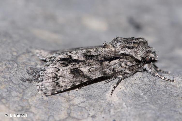 Chevelure dorée (La) (Acronicta auricoma) © J. Barbut