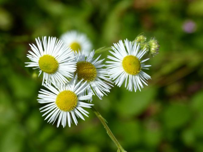 Vergerette annuelle (Erigeron annuus) © Morvan Debroize